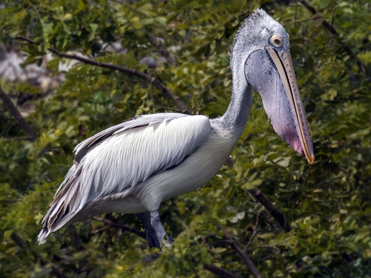 Spot-billed Pelican